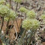 Eriogonum tiehmii Hàbitat