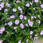 Impatiens hawkeri Кветка