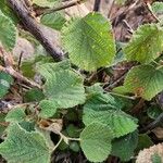 Grewia villosa Leaf