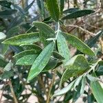 Olea europaea পাতা