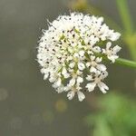 Oenanthe crocata Flor