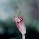 Pterostylis ophioglossa Çiçek