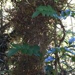 Campsidium valdivianum Hábito