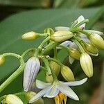 Dianella bambusifolia Цвят