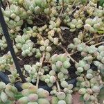 Cotyledon pendens Hoja