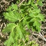 Phacelia ramosissima List