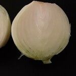 Allium cepa Otro