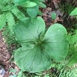 Trillium cernuum Leaf