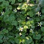 Ranunculus hederaceus Çiçek