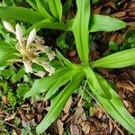 Crinum latifolium Foglia