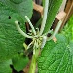 Piper umbellatum Flower