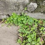 Centella asiatica Liść