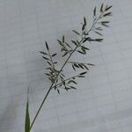 Eragrostis minor Plod