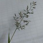 Eragrostis minor Fruit