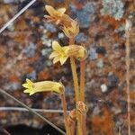 Orobanche fasciculata Hábito