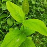 Hypericum androsaemumFeuille