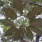 Schefflera morototoni Folla
