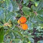 Arbutus andrachneПлод