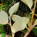 Cotoneaster integerrimus Blad