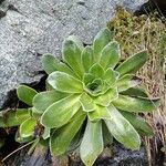 Saxifraga cotyledon 葉