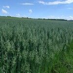 Avena sativa Облик