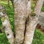 Cassia grandis Bark