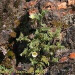 Cistus pouzolzii Celota