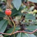 Rosa multiflora Frucht