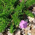 Phlox douglasii Blomst