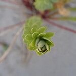 Euphorbia paralias叶