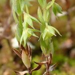 Lysimachia linum-stellatum Vaisius