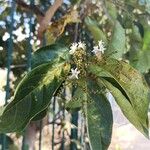 Ehretia cymosa Leaf