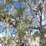Juniperus deppeana Leaf