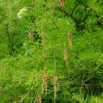 Taxodium distichum 叶