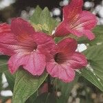 Ruellia macrantha 花