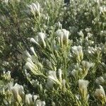 Baccharis sarothroides Flower