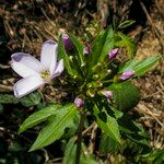 Cardamine bulbifera Květ