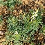 Lupinus angustifolius Flower