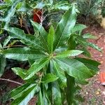 Pouteria caimito Leaf