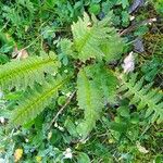 Pedicularis recutita Folla