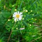 Symphyotrichum ericoides 花