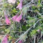 Lithodora hispidula Floare