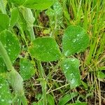 Trifolium incarnatum Leaf