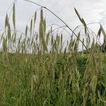 Avena sterilis Blad