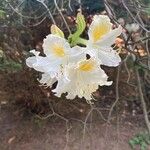 Rhododendron calendulaceum花