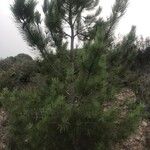 Pinus pinaster Kůra