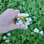 Cardamine pratensisFlower