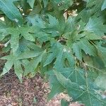 Platanus orientalis Leaf