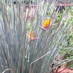 Strelitzia juncea Flower