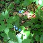 Clintonia borealis Fruit